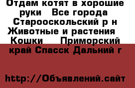 Отдам котят в хорошие руки - Все города, Старооскольский р-н Животные и растения » Кошки   . Приморский край,Спасск-Дальний г.